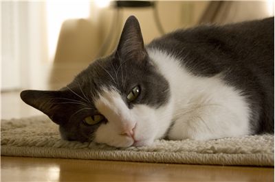 Picture Of Cat On Carpet